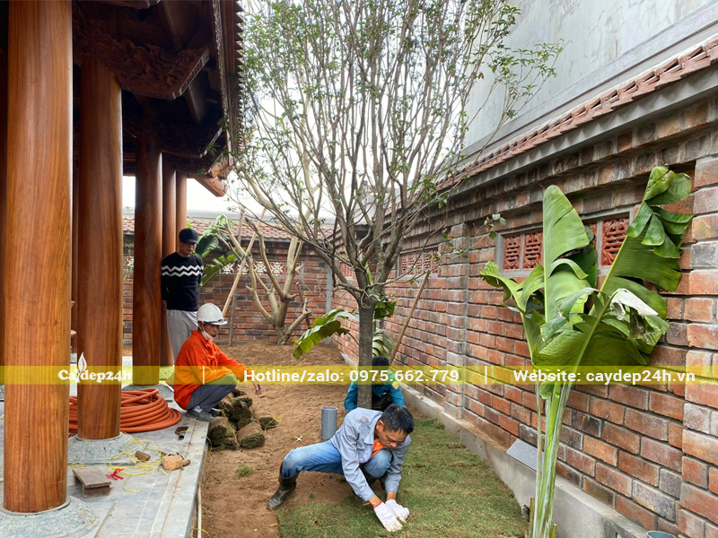 Công nhân của Cây Đẹp 24h đang tiến hành trồng thảm cỏ Nhung Nhật quan gốc cây Mộc Hương Tàu