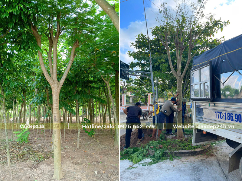 Bứng cây phượng vĩ đường kính gốc trên 20cm, đã dâm ủ kỹ