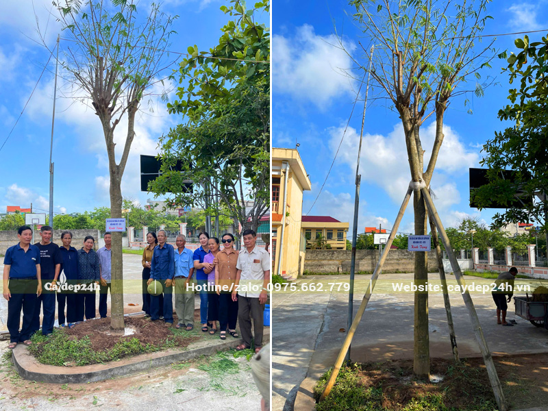 Trồng và chống cọc chắc chắn cho cây phượng vĩ công trình đường kính gốc 25cm