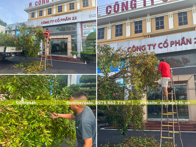 Cắt tỉa bớt cành lá cho cây vú sữa trước khi trồng