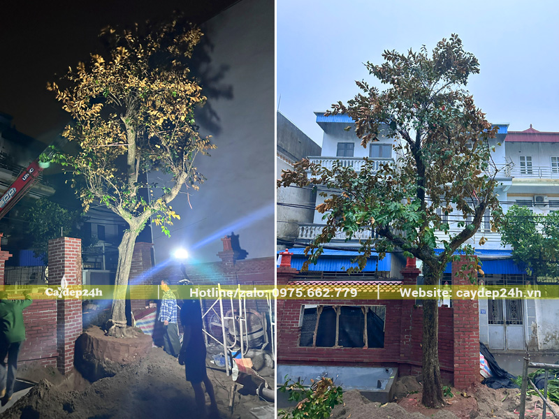 Thi công trồng vú sữa cổ thụ cho khuôn viên nhà thờ họ