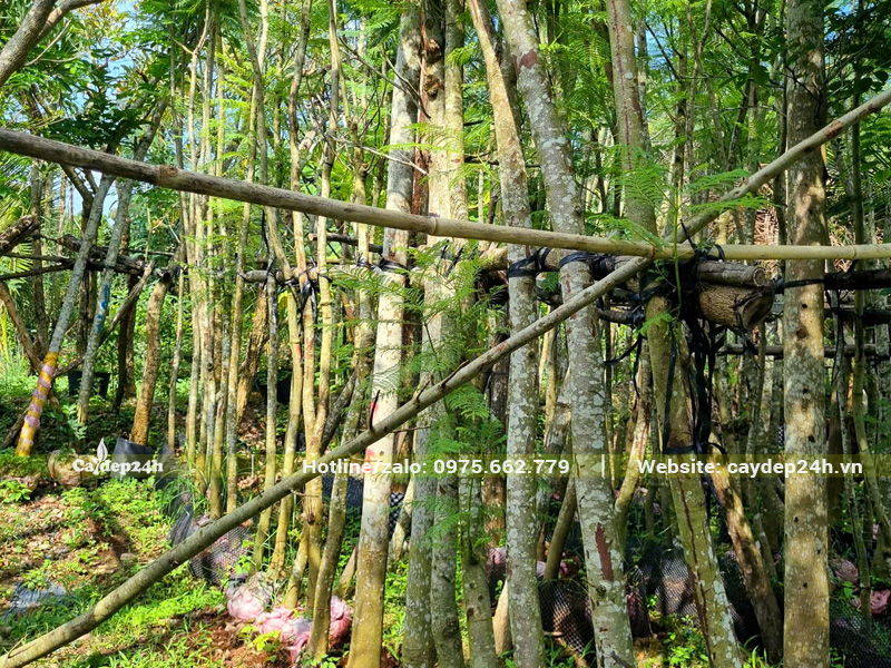 Cây phượng tím dưỡng ủ thuần bầu, chiều cao 4m trở lên