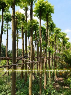 Vườn dâm ủ cây Sấu thẳng đẹp, dựng giàn đỡ chắc chắn