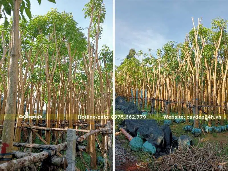 Vườn dâm ủ cây bóng mát công trình quy mô lớn, cây cao từ 4m trở lên