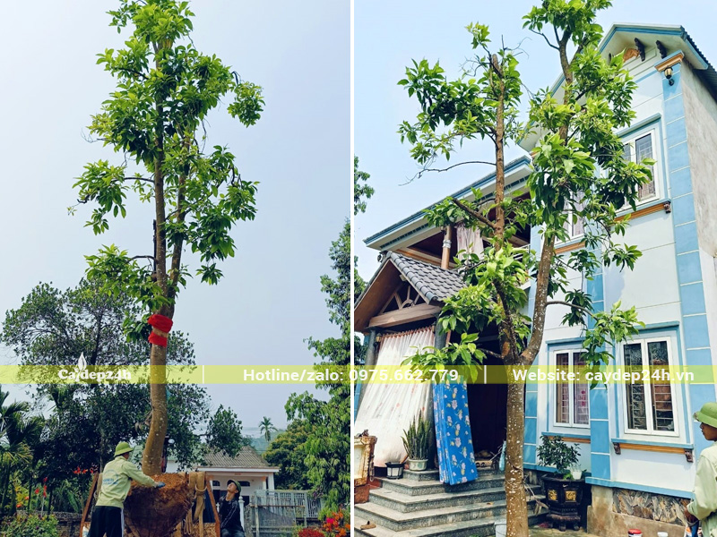Thi công trồng cây hoa ngọc lan đường kính gốc hơn 20cm