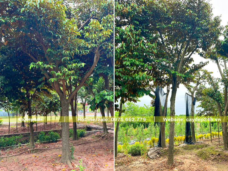 Vườn dưỡng cây vú sữa công trình đủ mọi kích thước tại Đồng Nai