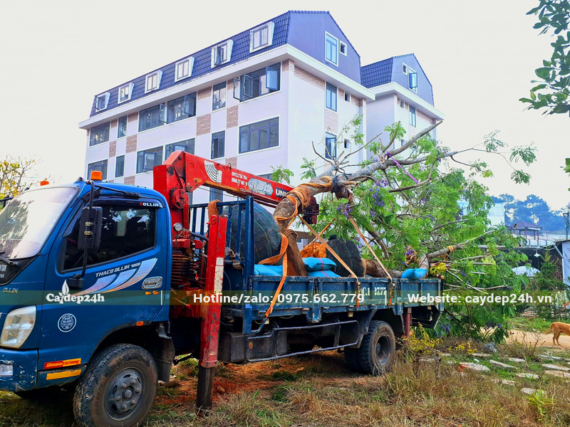 Thi công trồng cây phượng tím đường kính gốc 30cm