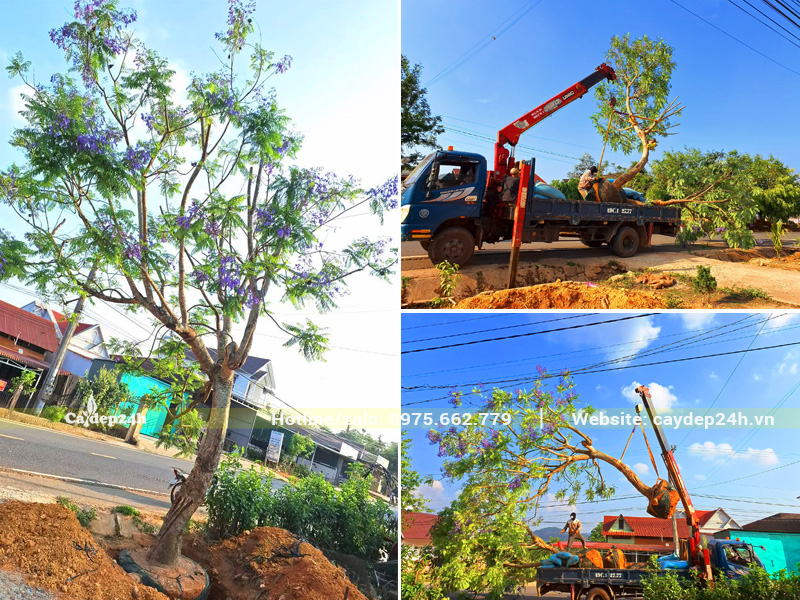 Bứng và cẩu cây hoa phượng tím đường kính gốc 25cm
