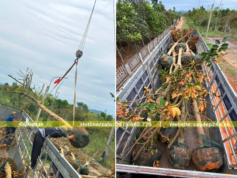 Cẩu xếp số lượng lớn cây vú sữa đường kính gốc 20cm lên thùng xe đầu kéo