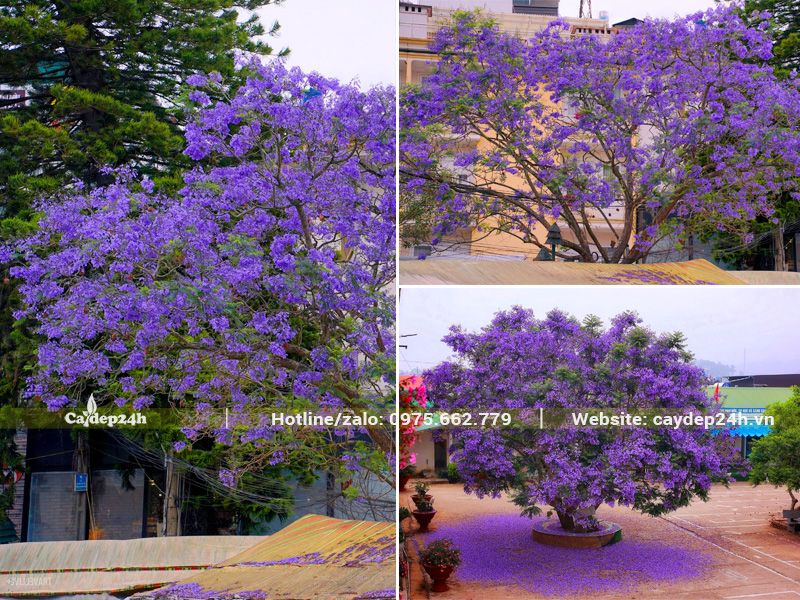 Đà Lạt bước vào mùa hoa phượng tím, khắp các cung đường đều rực sắc hoa