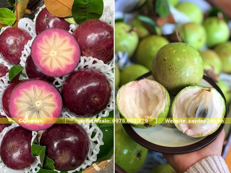 Hai loại vú sữa tím và vú sữa lò rèn được ưa chuộng nhất tại Việt Nam