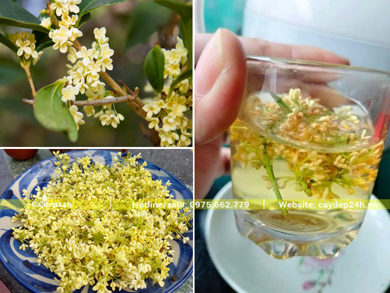 Pha trà hoa Mộc Hương