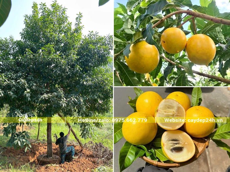 Hình ảnh cây vú sữa hoàng kim đường kính gốc gần 20cm