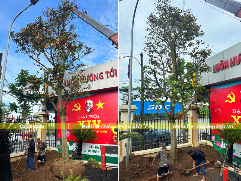 Tiến hành cẩu hạ cây vú sữa vào hố trồng và thi công lấp đất