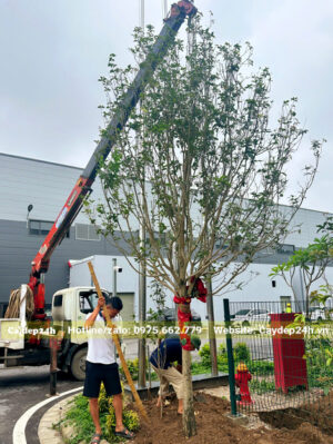 Hạ trồng cây Mộc Hương tàu cao gần 4m