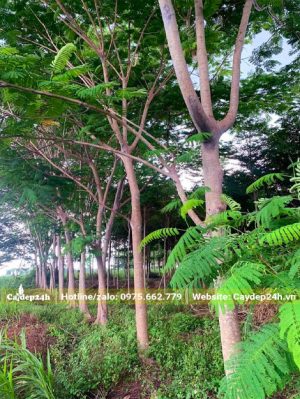 Nhà vườn trồng số lượng lớn cây phượng vĩ đường kính thân 12cm