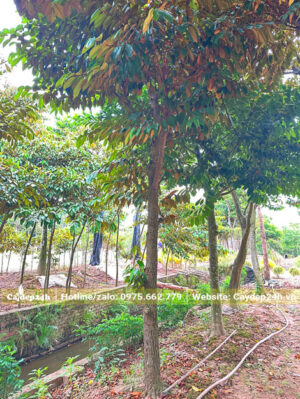 Vườn vú sữa đánh thẳng thoát thân cao 2.2m