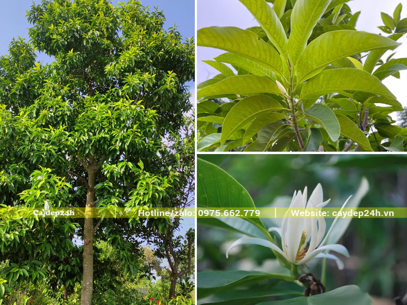Đặc điểm hình thái cây hoa ngọc lan trắng lâu năm