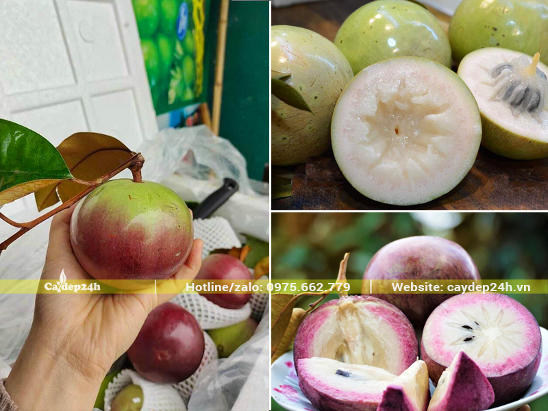 Quả cây vú sữa tím và vú sữa Lò Rèn chuẩn