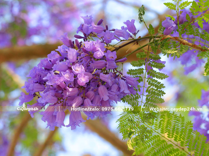 Chùm hoa phượng tím bung nở rực rỡ