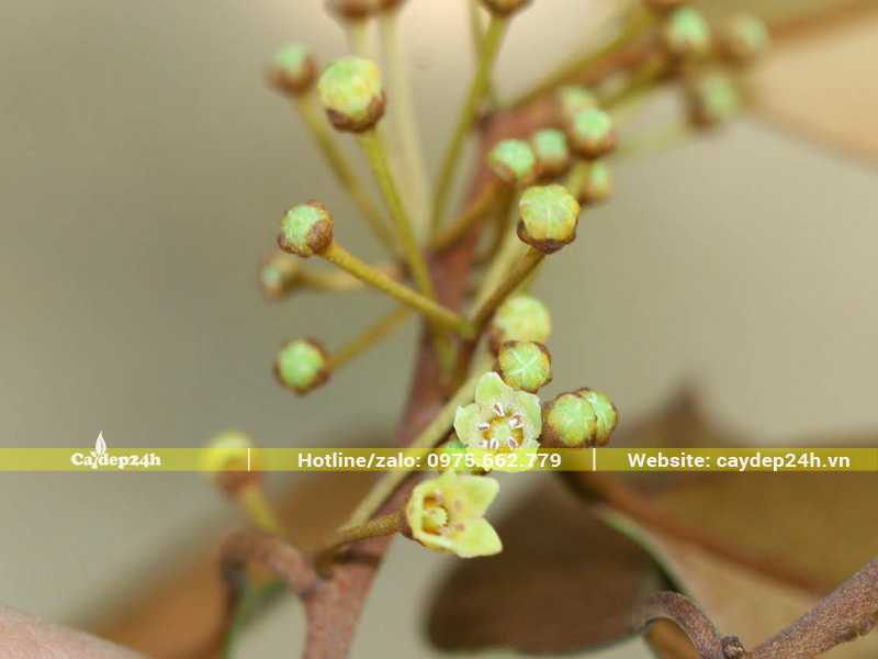 Hoa cây vú sữa nở thành cụm, kích thước hoa nhỏ