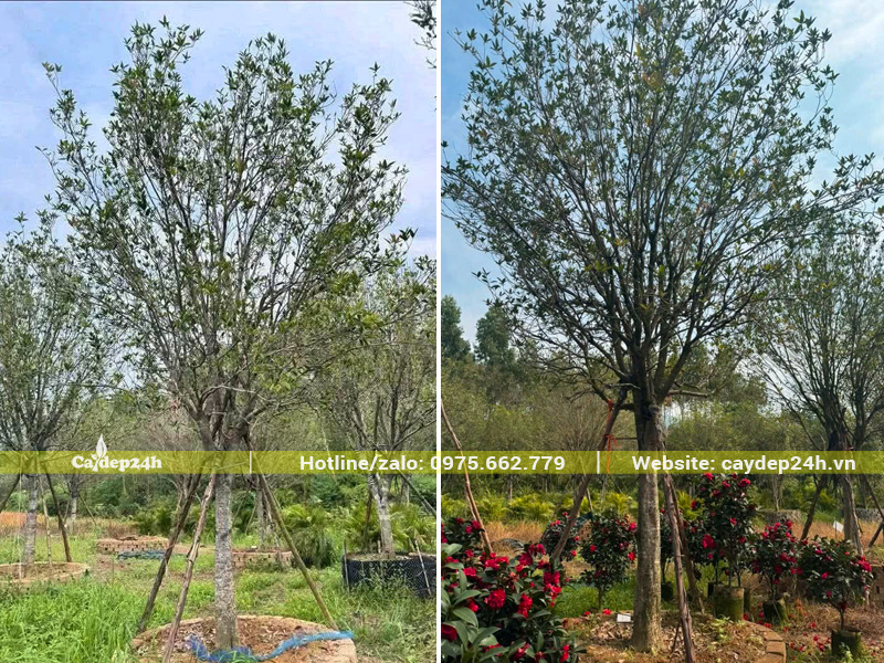 Cây mộc hương ta cổ thụ thoát thân cao 1 - 1.2m, đường kính tán hơn 2m