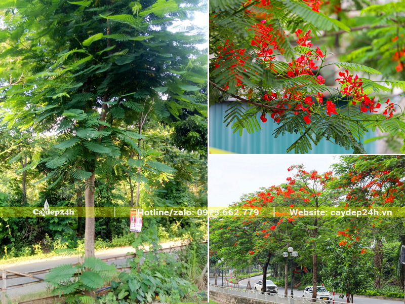 Cây phượng vĩ trồng ven đường quốc lộ nở hoa rực rỡ