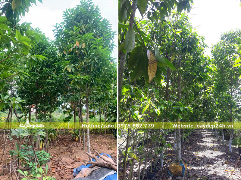 Vườn trồng số lượng lớn cây hoa ngọc lan với mật độ hợp lý