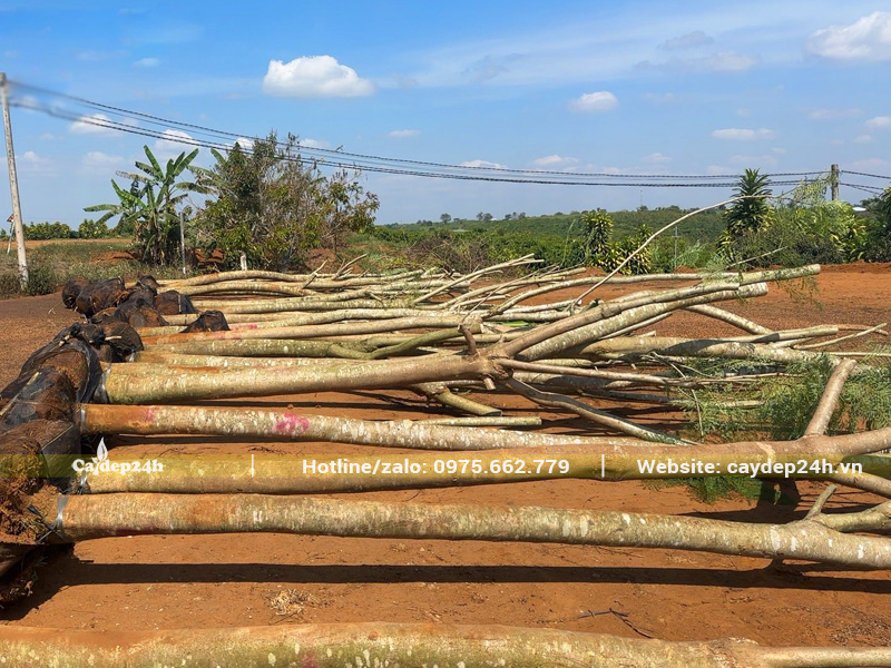 Hàng chục cây phượng tím công trình đã dâm ủ, đường kính gốc 15 - 18cm