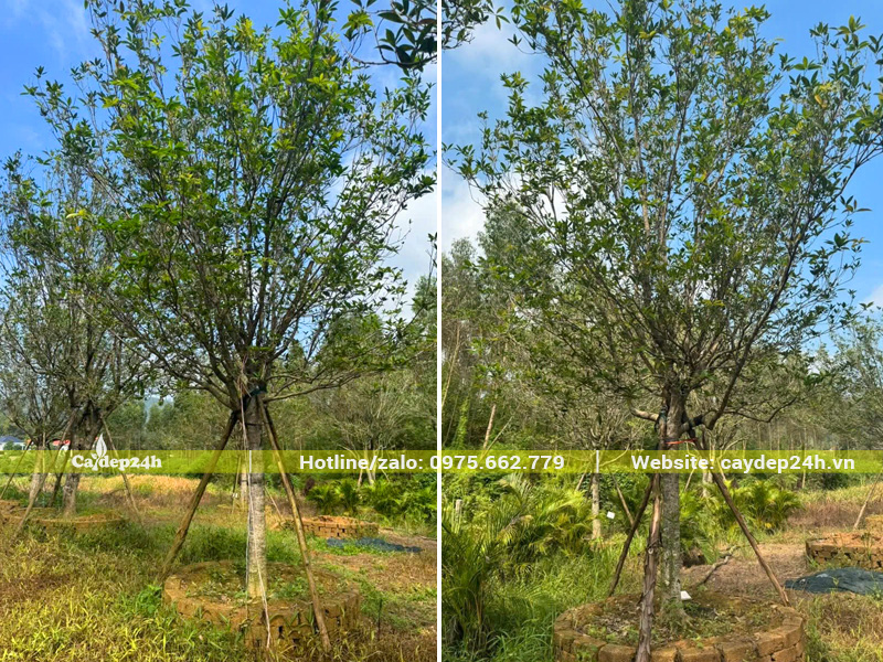 Vườn dưỡng ủ cây Mộc Hương ta quy mô lớn