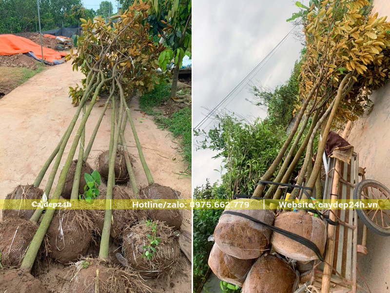 Cây vú sữa cỡ nhỡ, đường kính gốc 5 - 7cm, thoát thân cao trên 2m