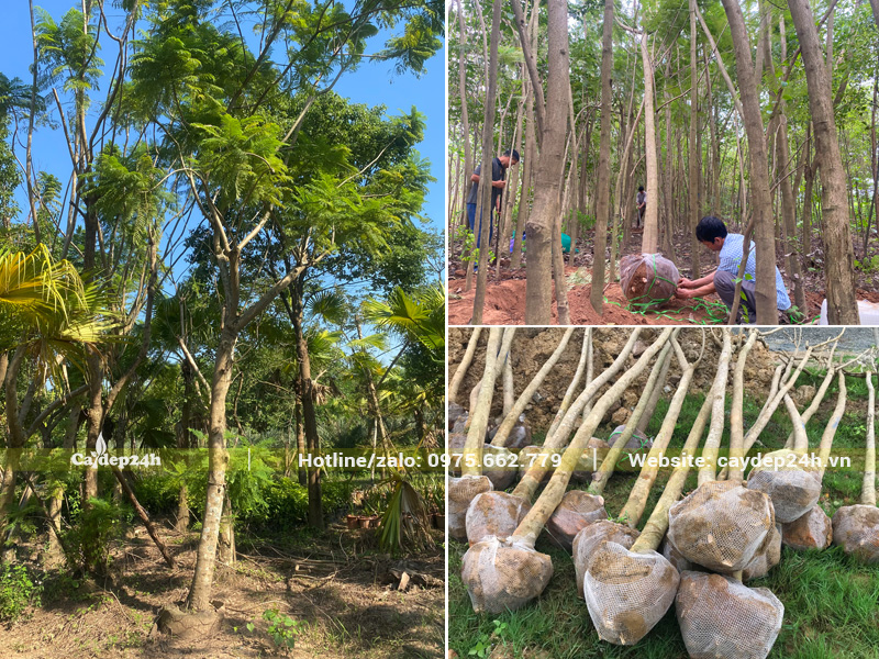 Vườn cây phượng tím lâu năm, đường kính gốc 10cm trở lên