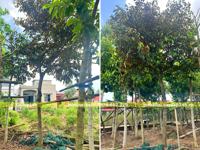 Dưỡng số lượng lớn cây vú sữa công trình đường kính gốc >12cm