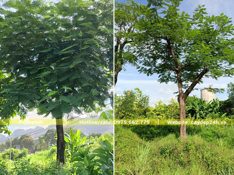 Cây phượng vĩ dâm ủ 6 tháng, cành lá xanh sum suê