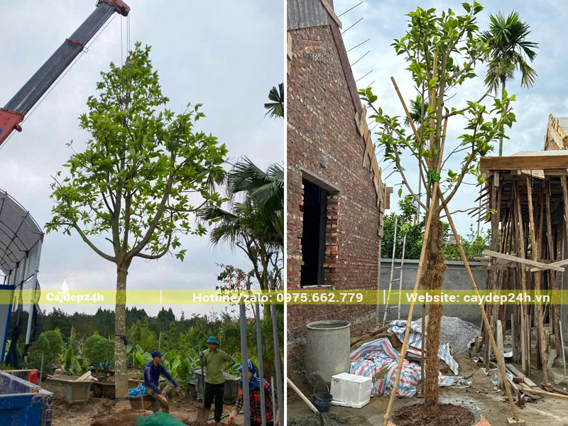 Hạ thổ và trồng cây ngọc lan công trình cho khuôn viên sân vườn