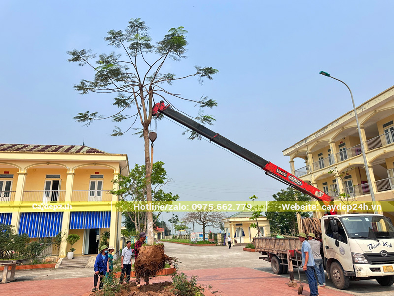 Trồng cây phượng vĩ lâu năm, thoát thân hơn 3, đường kính gốc 25cm cho sân trường tiểu học