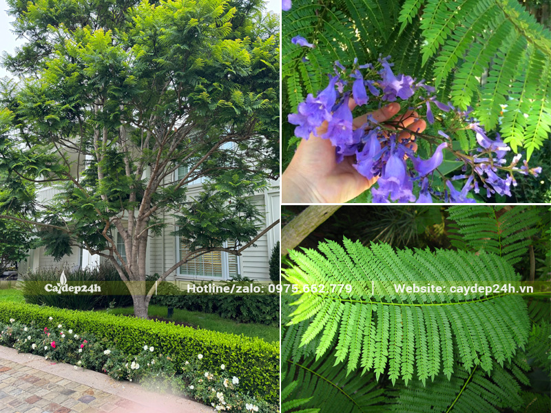 Hình thái lá cây hoa phượng tím