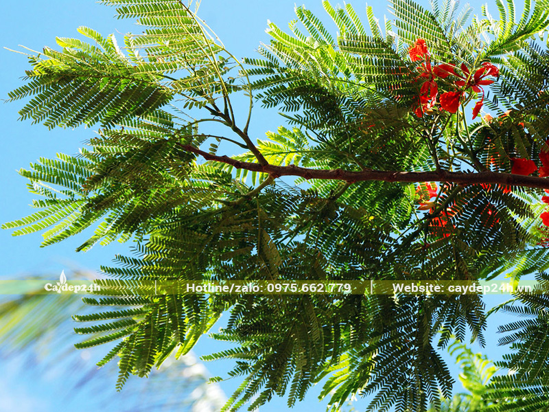 Hình dáng lá cây phượng vĩ