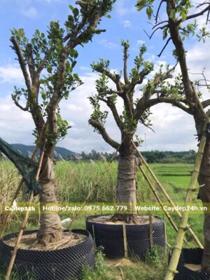 Quây bầu dâm ủ cây Mít đường kính gốc 30cm