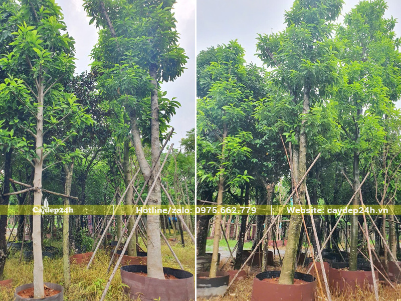 Vườn dưỡng ủ cây ngọc lan công trình đường kính gốc 20 - 25cm