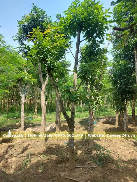 Bơ dưỡng ủ nhiều cao, lá và đọt non đang ra