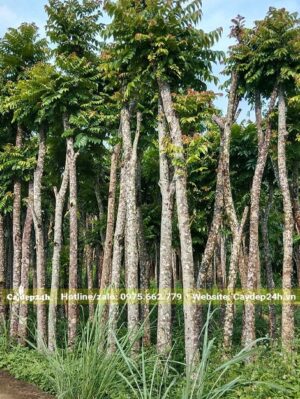 Lát Hoa dâm ủ cao thẳng, đk gốc 10 - 18cm