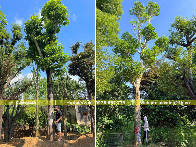 Những gốc cây ngọc lan cổ thụ cao 7 - 8m
