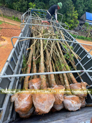 Hàng chục gốc phượng tím đường kính 15cm xếp lên thùng xe đầu kéo