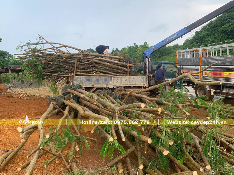 Hàng công trình đánh thẳng, cắt tay cành cực kỳ ngọt, phẳng nhẵn