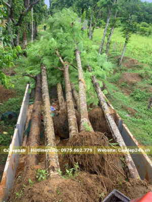 Phượng vĩ hoa đỏ đường kính gốc 18 - 20cm