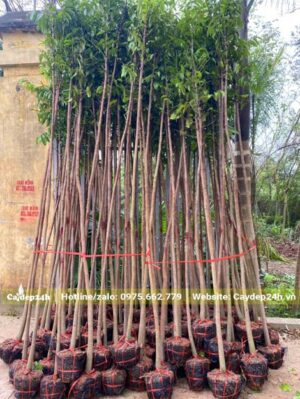 Hơn 20 cây Sấu công trình đường kính gốc 4cm, chiều cao khoảng 3m