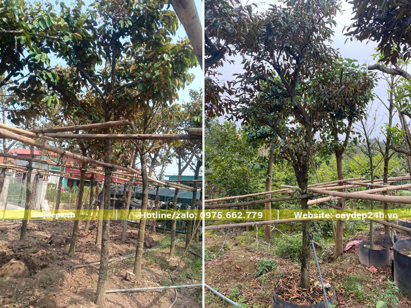 Dưỡng ủ số lượng lớn cây vú sữa công trình đường kính gốc 10 - 12cm trở lên