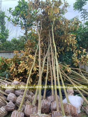 Hàng chục cây mới bứng bầu, chiều cao từ 3 - 4m, đường kính thân đo cách gốc 1m là 4 - 5cm