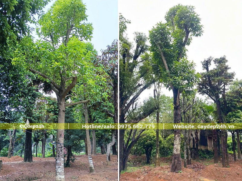 Cây hoa ngọc lan trắng cổ thụ thoát thân cao gần 3m